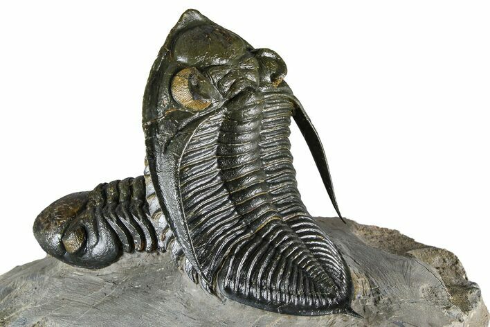 Zlichovaspis Trilobite With Reedops - Orange Eye Facets! #384181